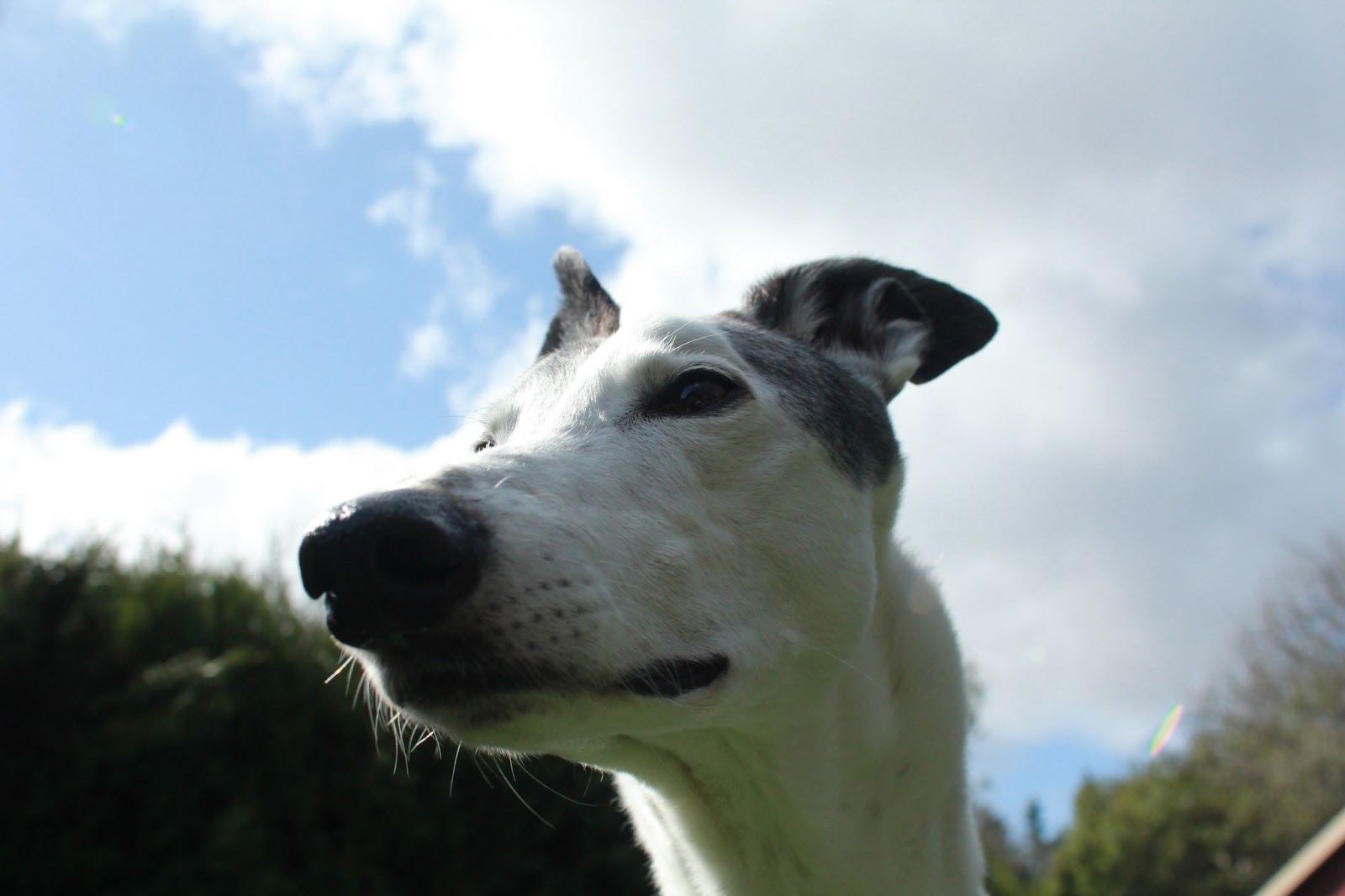 Willamette Valley Greyhound Lovers! Corvallis GPANW Meet A Retired