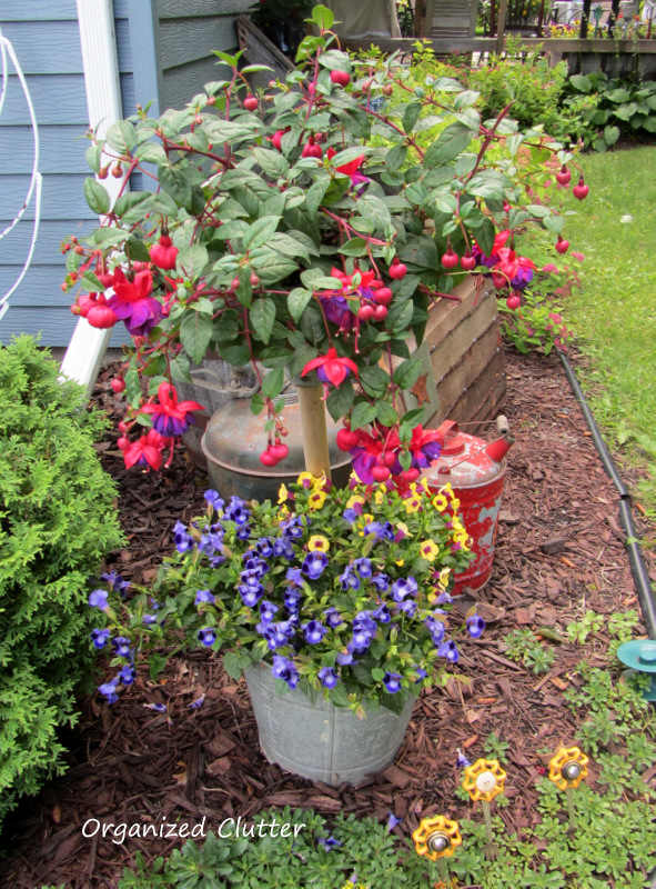 Shade Containers of Fuchsia & Mimulus www.organizedclutterqueen.blogspot.com