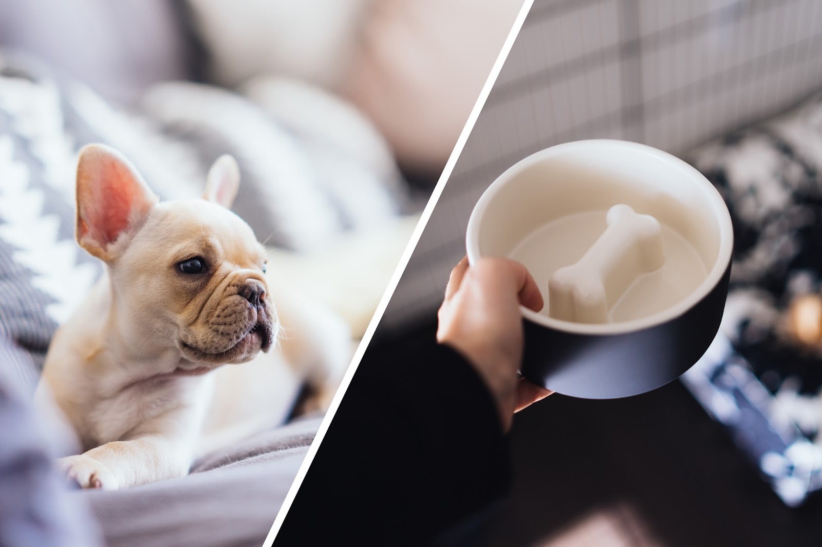 julia caban Must Haves For Our New Puppy What You Need Before