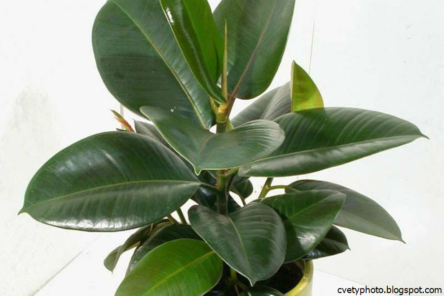 Как Выглядит Фикус Комнатный Цветок Фото