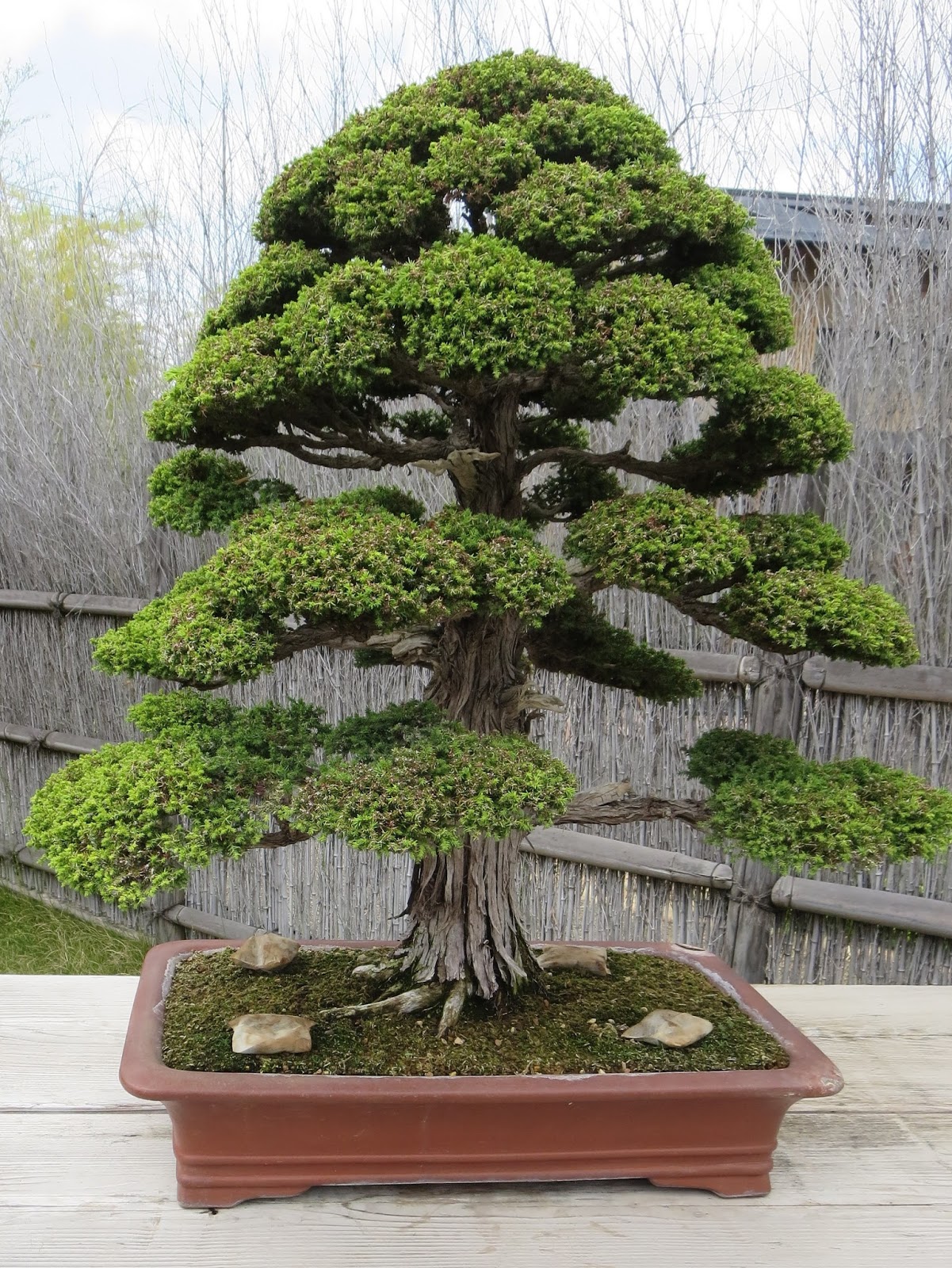 Akron Canton Bonsai Society A Pilgrimage to the Bonsai Village of