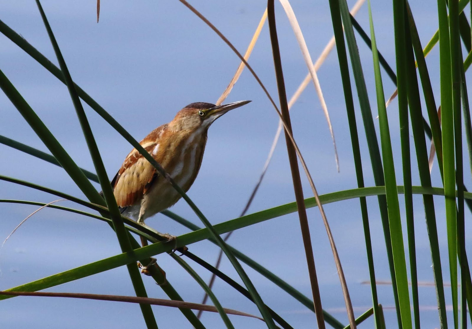 Least Bittern at Dixon Lake Greg in San Diego