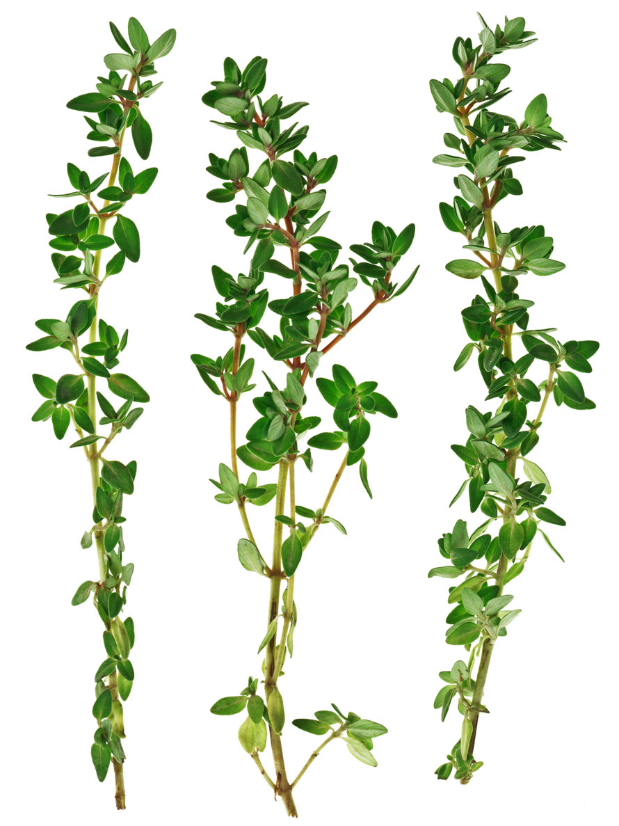 Thyme The Ultimate Guide