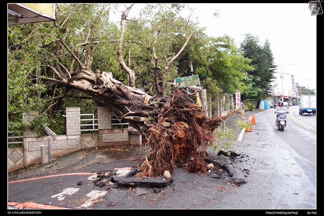 2013-07-13 蘇利颱風侵襲南投 連根拔起耶！                                                                                   