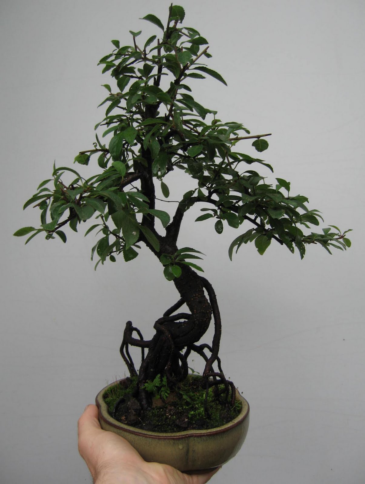 Bonsai das schönste Hobby der Welt: SOMMERLICHE BONSAIFOTOS