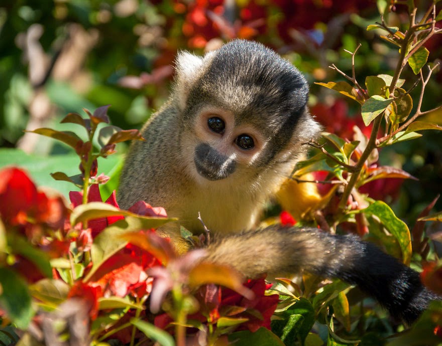 Monkey - Bolivian Paradise I Traveled For 3 Months Through The Land Of Wonders