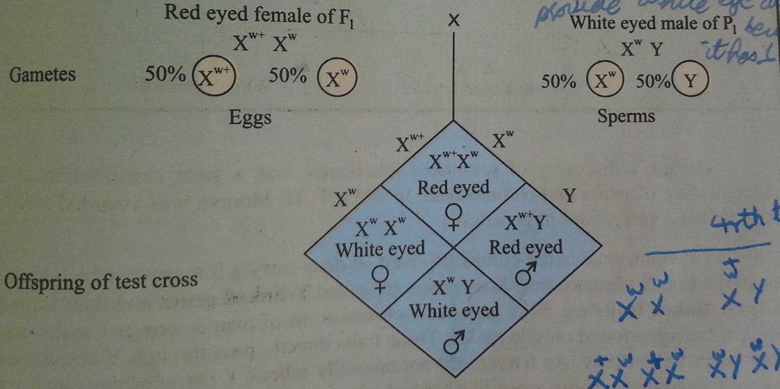 ~Explore Biology~