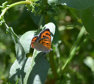 Small Copper