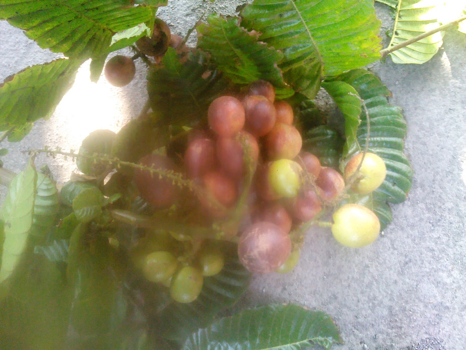 Welcome...Selamat Datang...Sugeng Rawuh: MENGENAL BUAH MATOA