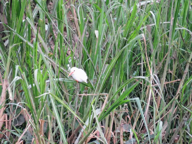 Albino malachite kingfisher in the reeds on the Kazinga Channel in Uganda