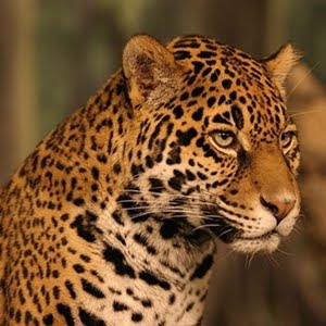 David G Salas, el Jaguar