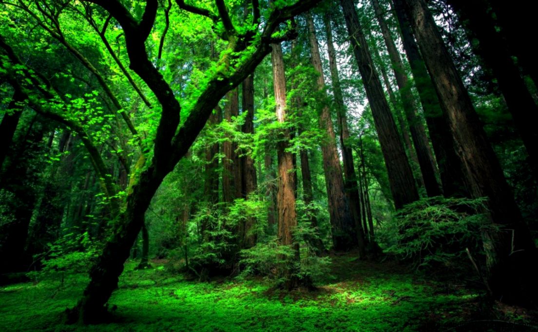 Amazon Rainforest Hd Wallpaper Wallpapers Area