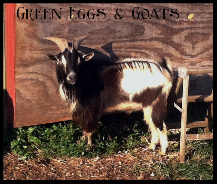 Goat Myth Billy Goats are stinky