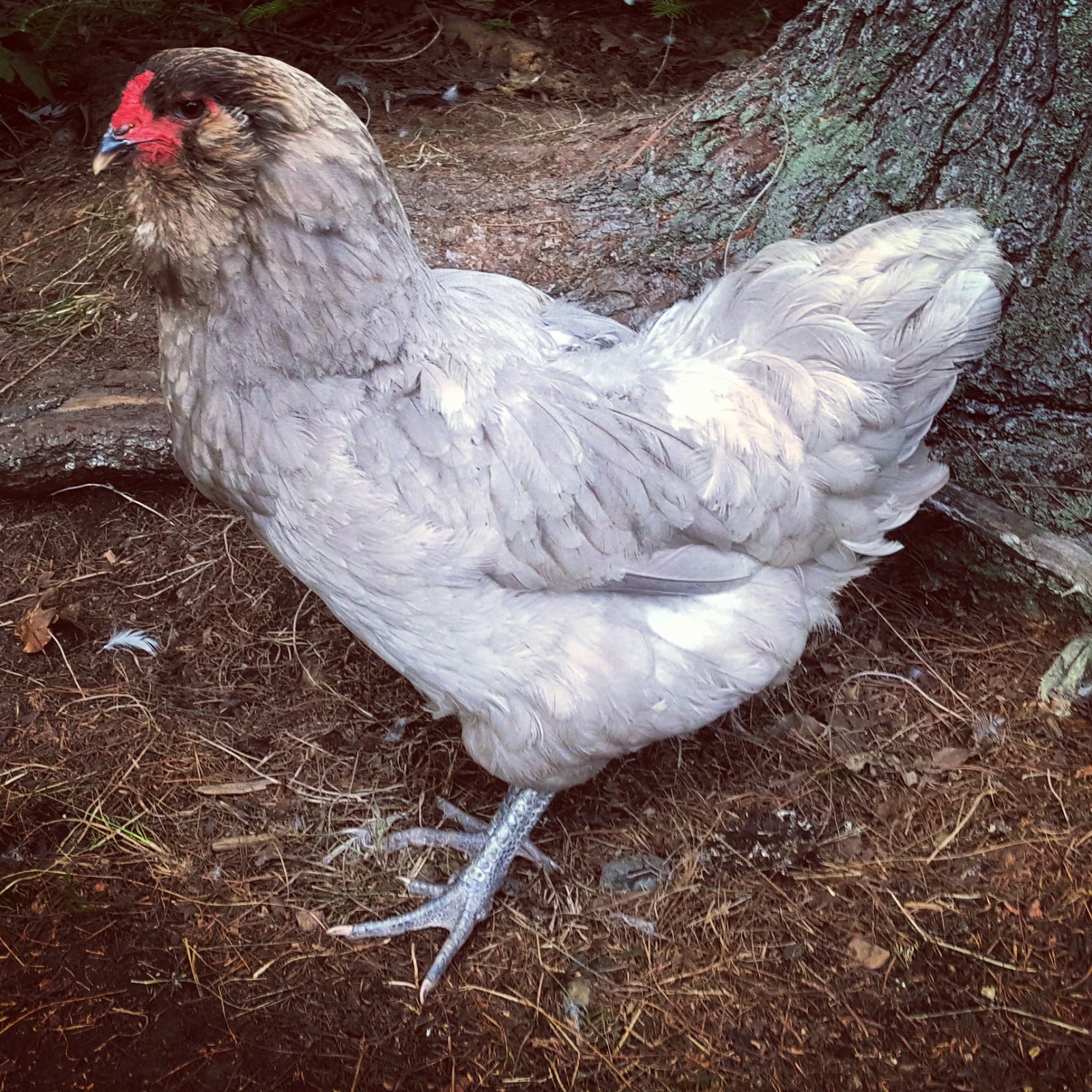 Marans + Ameraucanas = Olive Egger Chickens Fresh Eggs Daily®