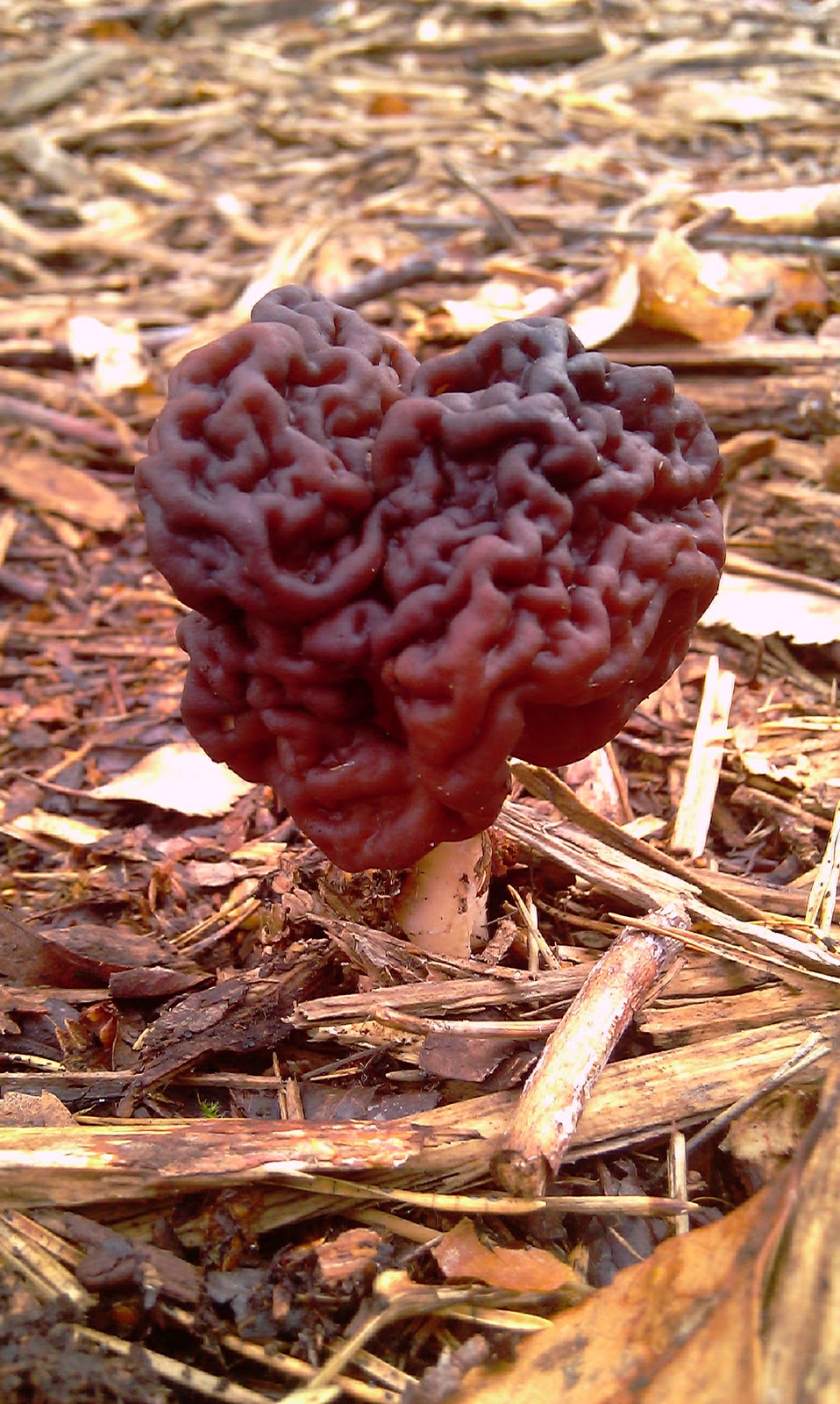 Beauty in small things: The deadly false morel mushroom
