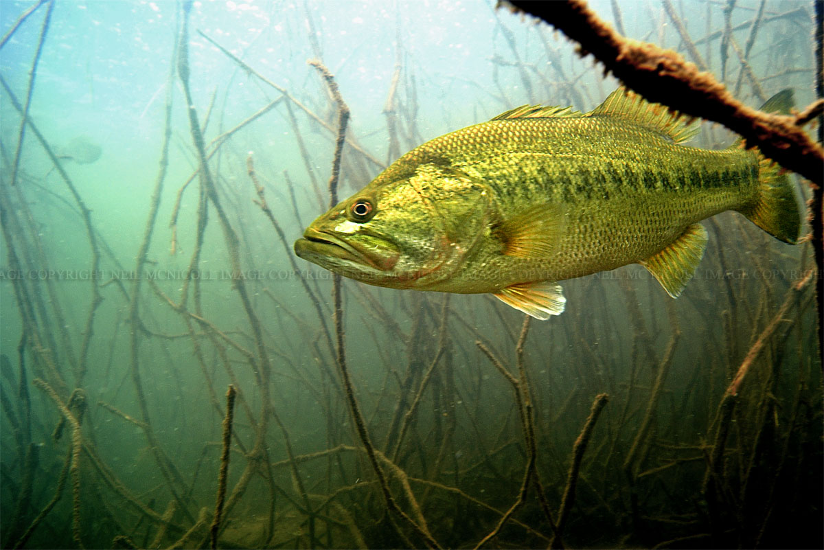 Largemouth Bass Underwater Amazing Wallpapers