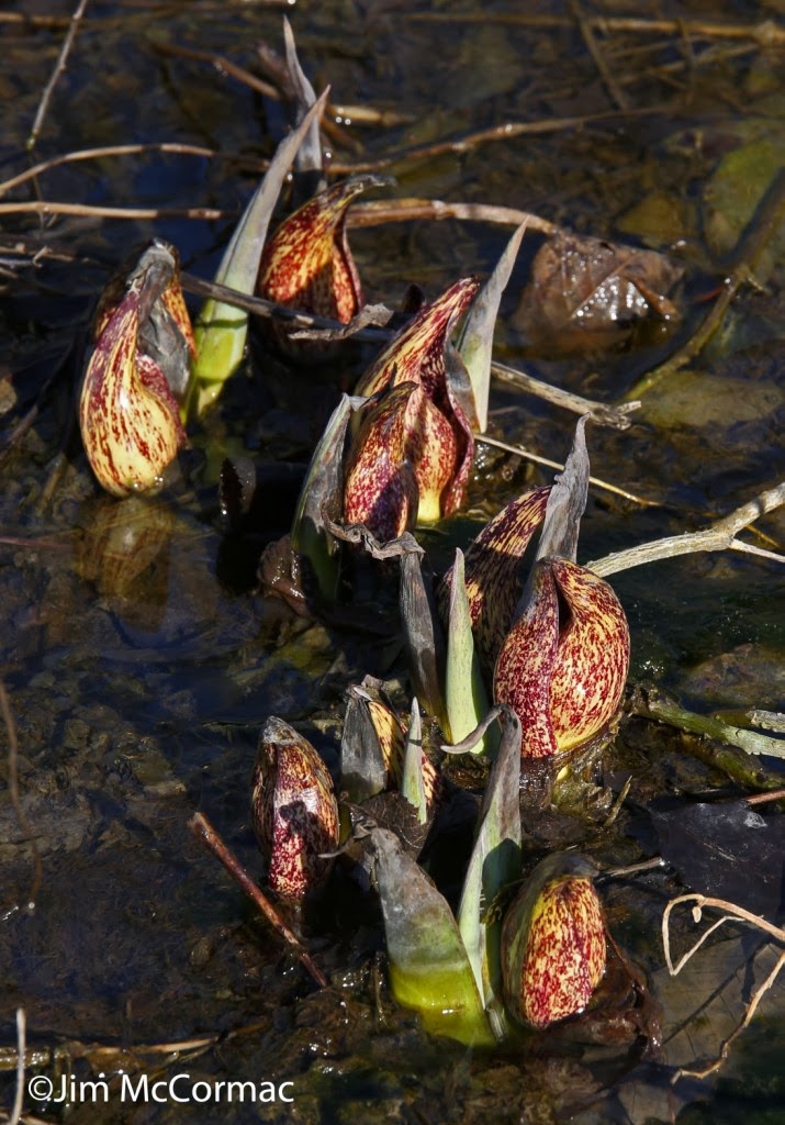 Ohio Birds and Biodiversity: Skunk-cabbage is up, spring is here