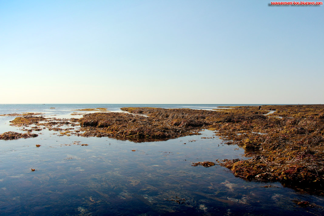 Sauvagement-Bon: Faute de grives