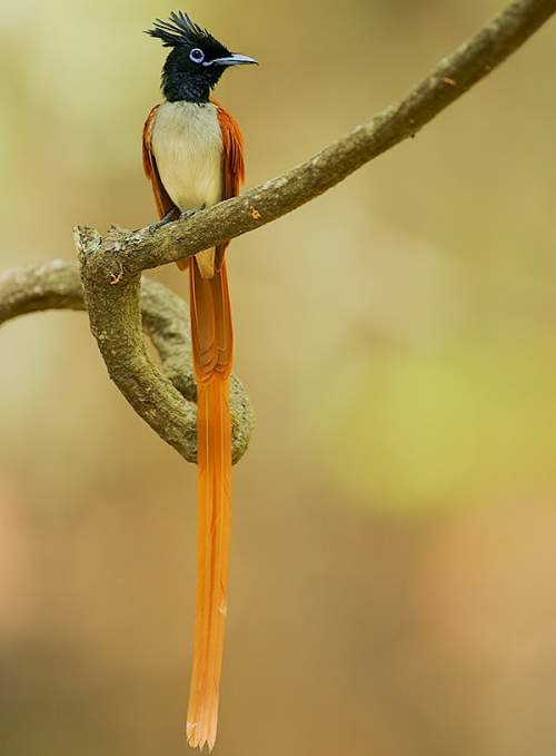Indian paradise flycatcher - Terpsiphone paradisi
