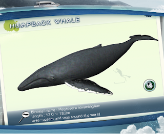 REAL WHALES Find the cetacean