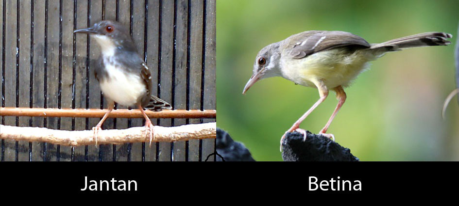 Gambar Burung Ciblek Semi Jantan Dan Betina Gambar Burung Wallpaper