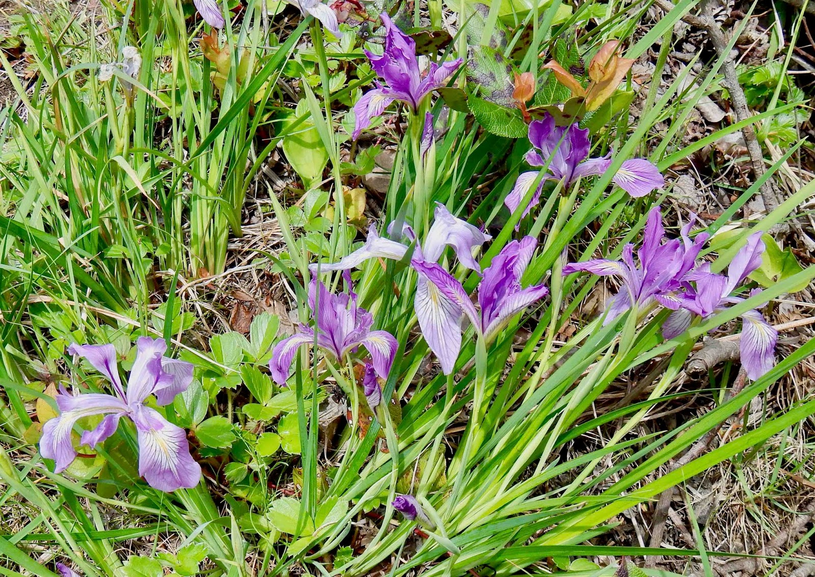 World of Irises Wild Iris tenax on Seacliffs in Northwest Oregon