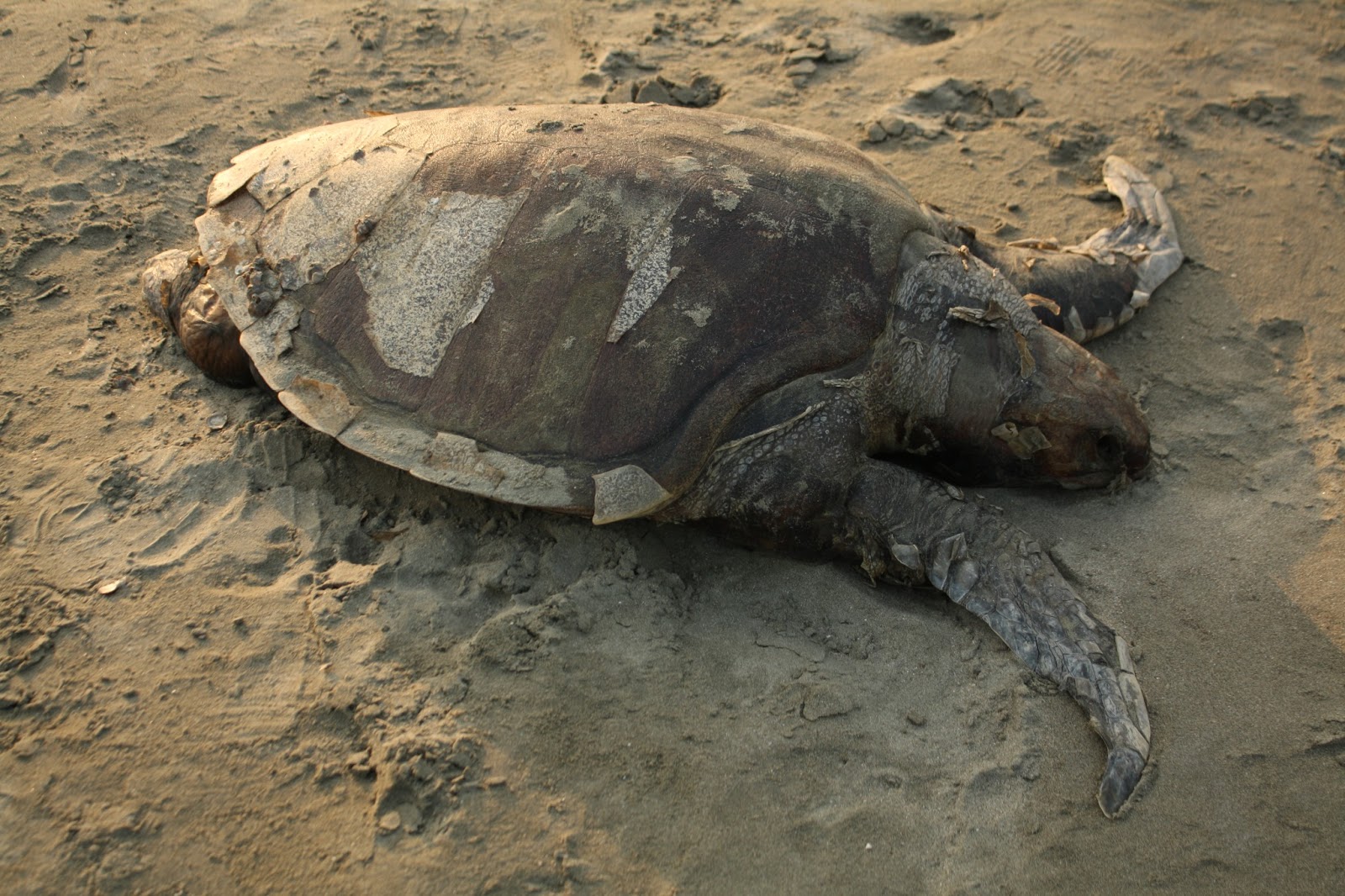 Crowds, Curry, and imported Coffee!: Olive Ridley Turtles