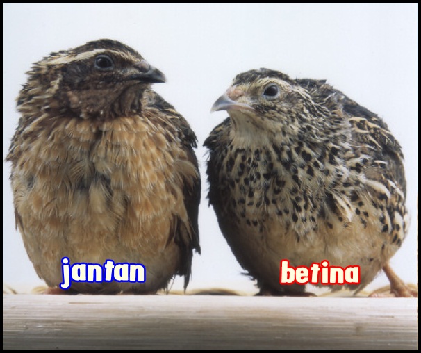 Burung Branjangan Perbedaan Burung Branjangan Jantan Dan Betina