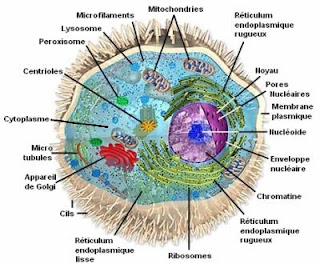 Biologie Cellulaire: CELLULES EUCARYOTES
