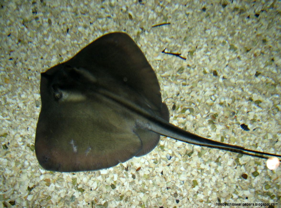 Fish Looks Like Stingray