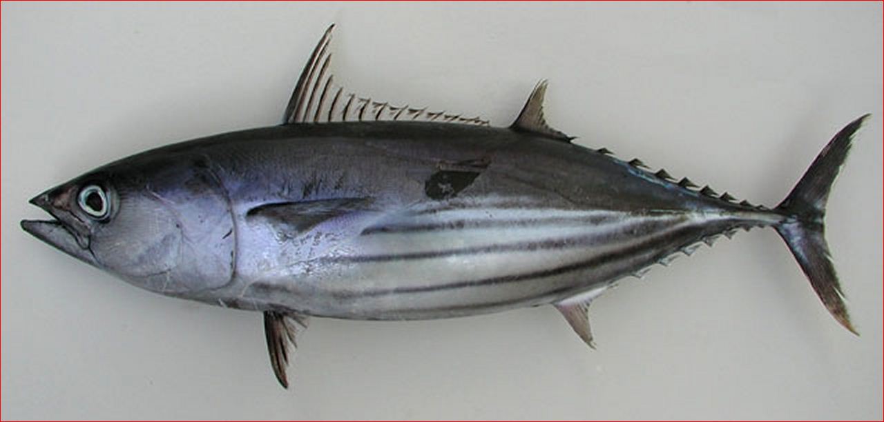 The Difference between Skipjack Tuna vs. Albacore Tuna - Tuna Skipjack Frozen, Skipjack Tuna