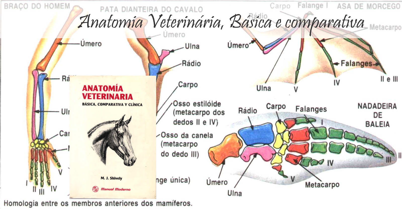 Anatomia Veterinária Básica e comparativa, material de apoio Medicina Veterinária INTA Anatomia Veterinária Básica e comparativa, material de apoio Medicina Veterinária INTA