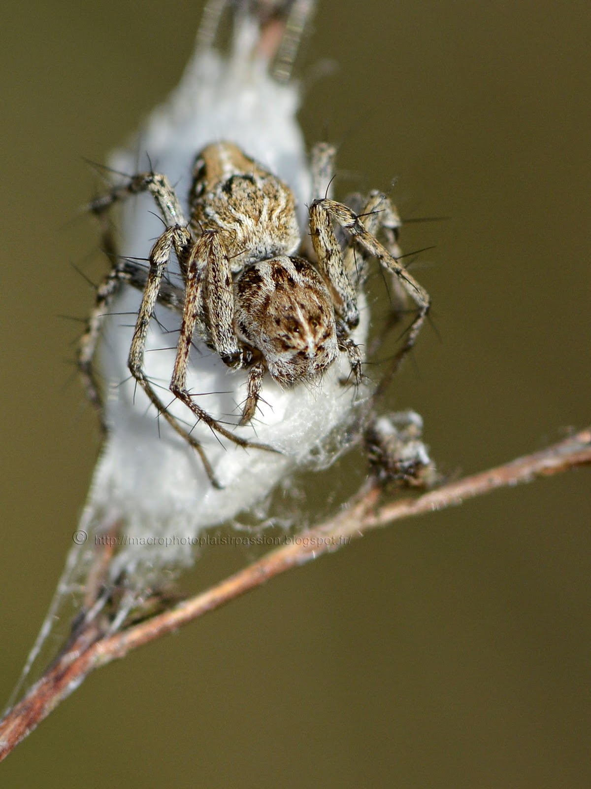 Macrophoto plaisir passion: Belle araignée-lynx, Oxyopes sp.
