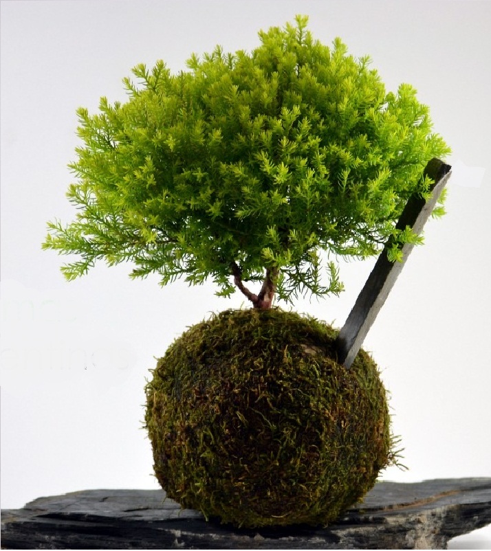 kokedama verdecora