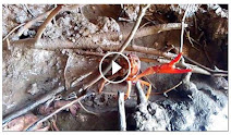 Vídeo Procambarus clarkii. Cangrejo de río americano