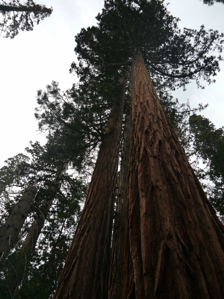 Mariposa Grove Yosemite Californie Séquoias Géants