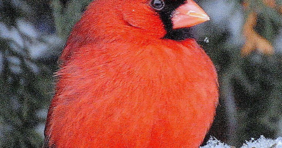 BARRY the BIRDER Ontario Winter birds 1