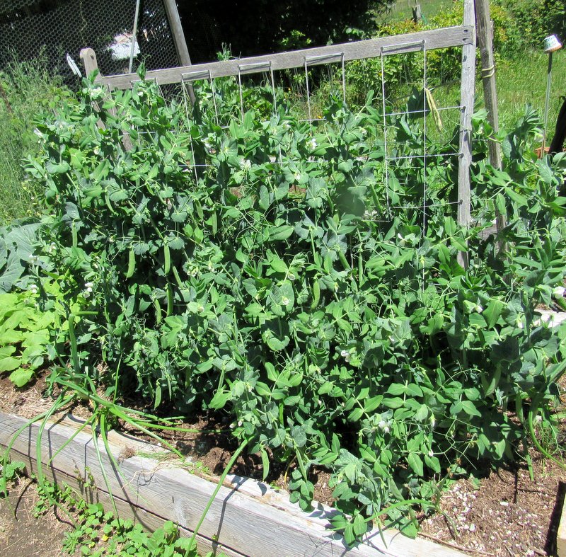 Life On Alderhill Farm Garden Grown New Potatoes and Peas
