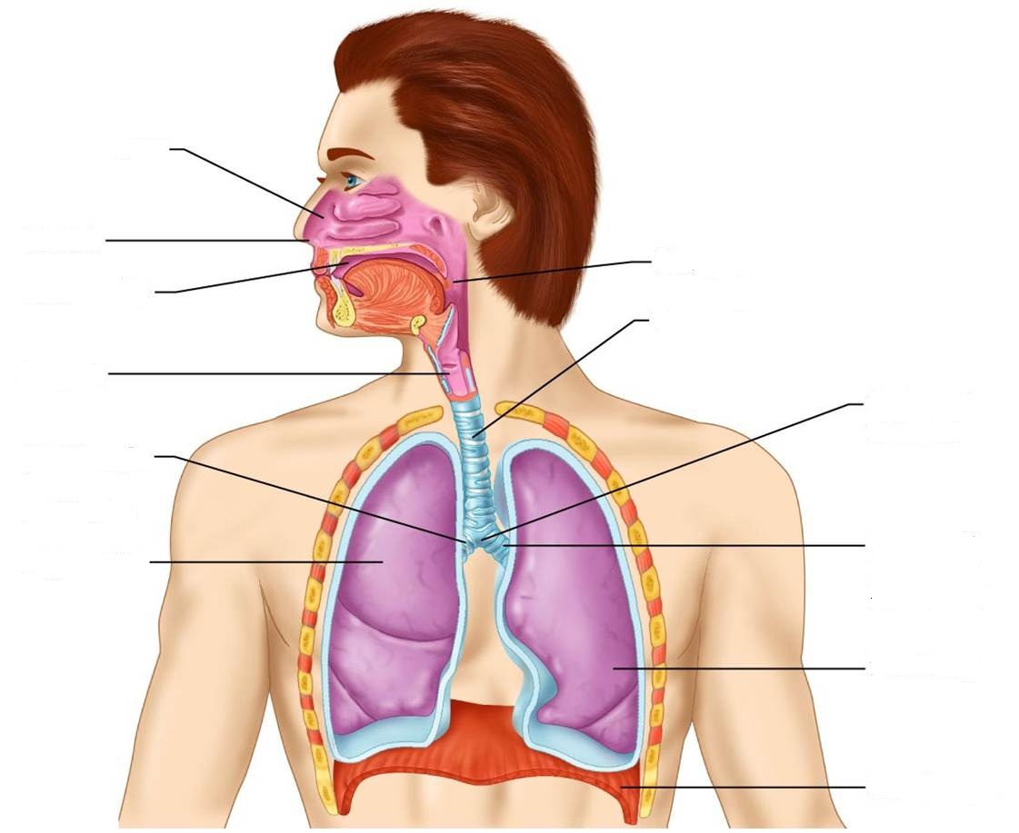 class-blog-bio-202-respiratory-system-worksheet