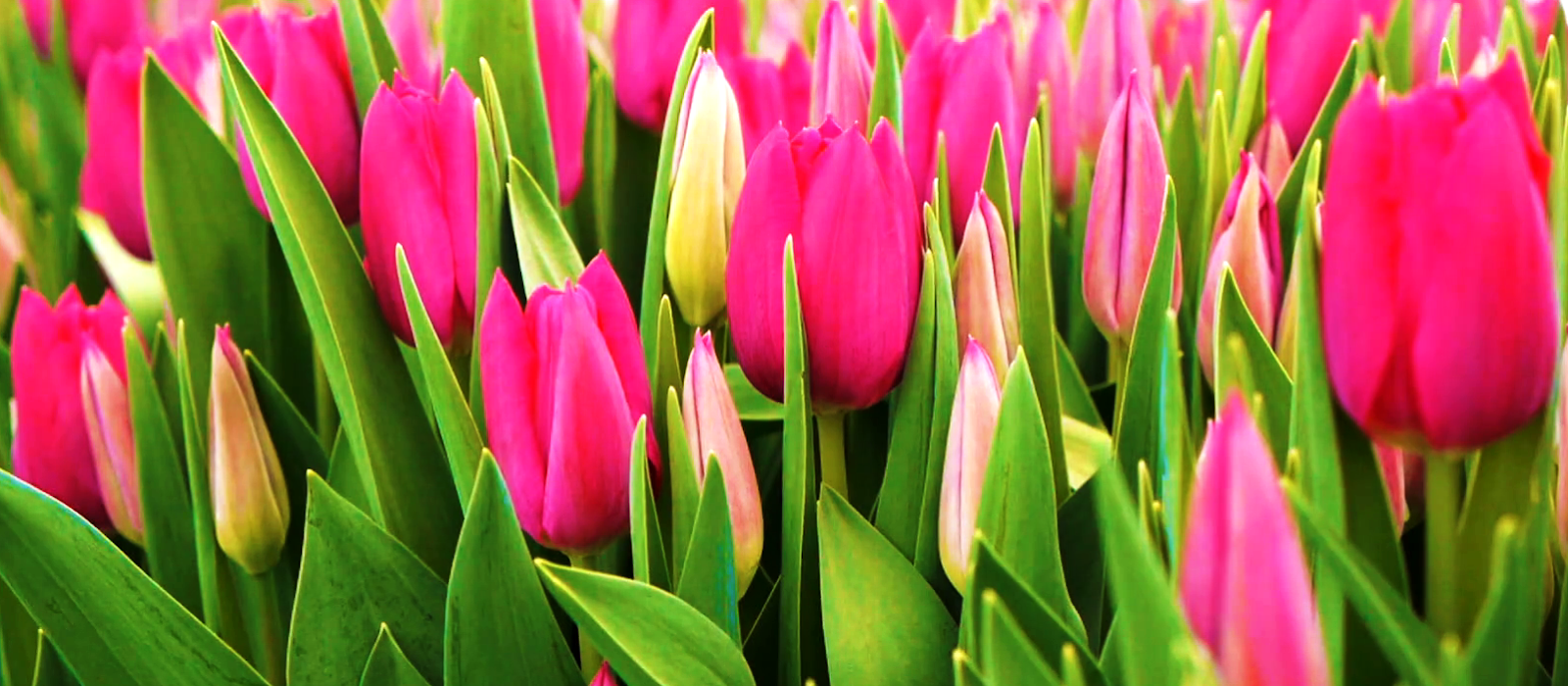 National Flower of Afghanistan