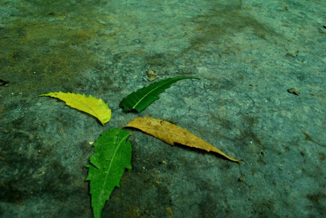 four different leaves on a green tinted rock