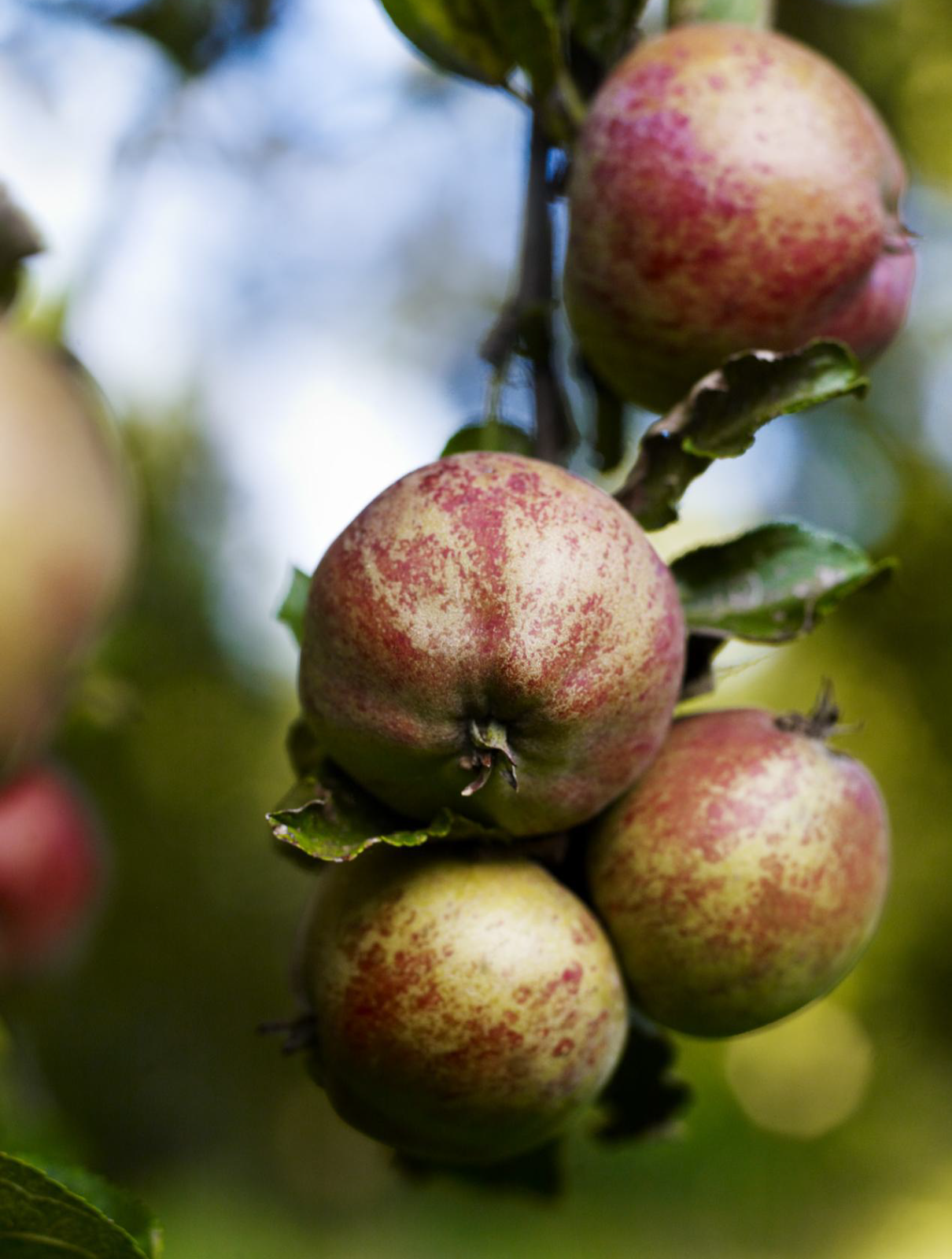 Le regole della Casa del Sidro Club Gourmonde