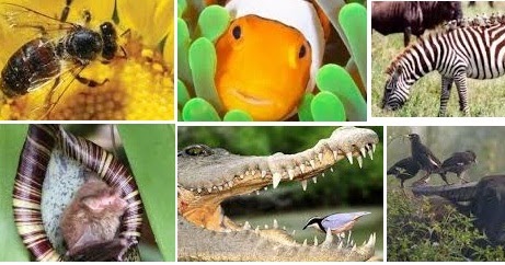 Pengertian Simbiosis Mutualisme Tumpuan Simbiosis Mutualisme