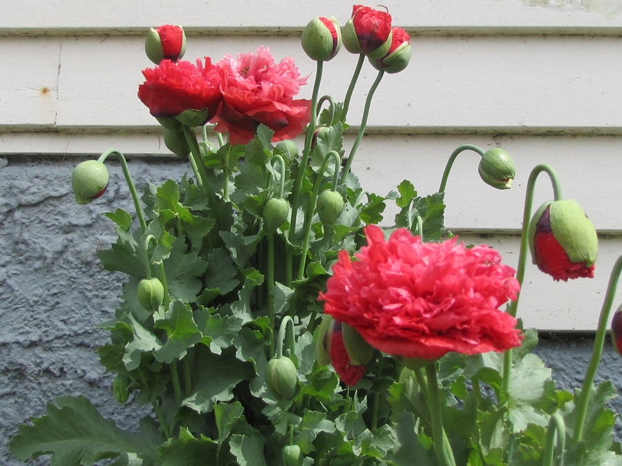 photographing New Zealand pink peony poppies