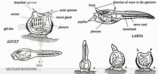 CHORDATA MATERI DAN SOAL IPA UNTUK SMA