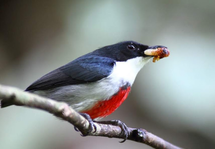Δικαία Ορνιθοπανίδα