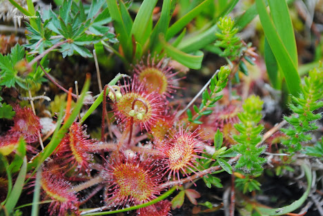 Drosera rotundifolia