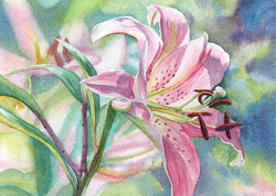 lily pink paint oriental watercolor works daily reflections