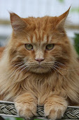 Maine coon Curry
