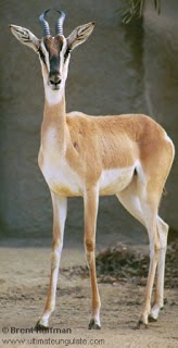 Soemerring´s Gazelle